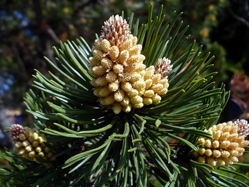 хвоя